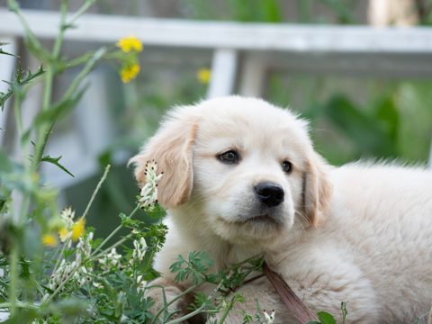 Golden-Retriever-Welpen, geimpft
